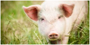 現在のフランスでは、ナポレオンのイメージを損なうとして、豚にナポレオンと名付けることを禁止している